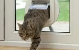 cat flaps